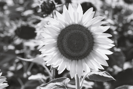 Black and white blooming sunflowers in a summer dayの写真素材