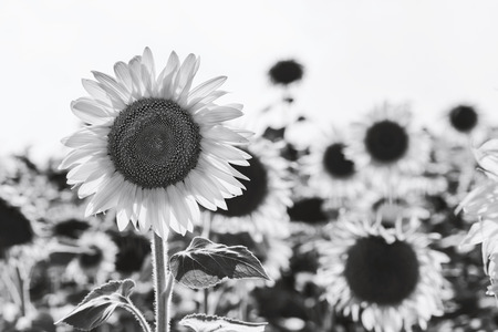 Black and white blooming sunflowers in a summer dayの写真素材