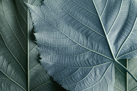 Macro image of blue leaves, natural backgroundの写真素材