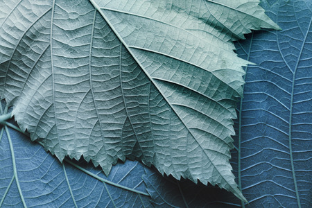 Macro image of blue leaves, natural backgroundの写真素材