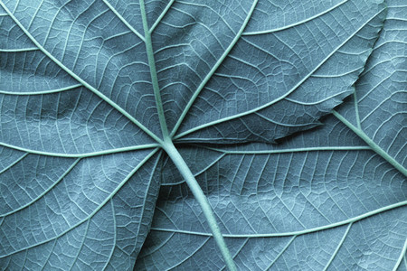 Macro image of blue leaves, natural backgroundの写真素材