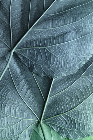 Macro image of blue leaves, natural backgroundの写真素材