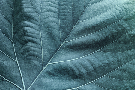 Macro image of blue leaves, natural backgroundの写真素材