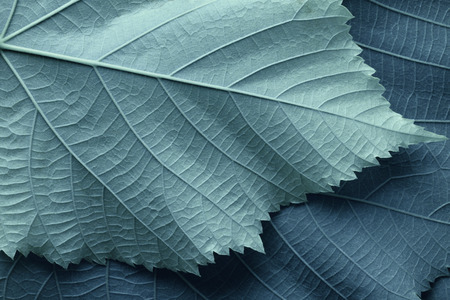 Macro image of blue leaves, natural backgroundの写真素材