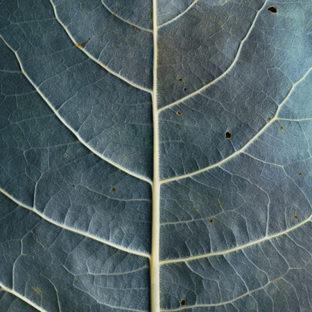 Macro image of blue leaf, natural backgroundの写真素材