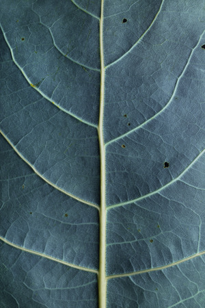 Macro image of blue leaf, natural backgroundの写真素材