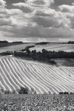 Black and white landscape with cultivated fields, natural backgroundの写真素材