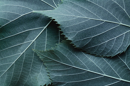 Macro image of blue leaves, natural backgroundの写真素材