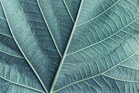 Macro image of blue leaves, natural backgroundの写真素材