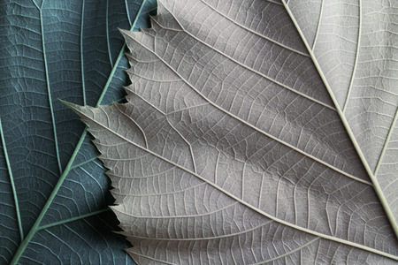 Colorful leaves of trees, abstract nature backgroundの写真素材