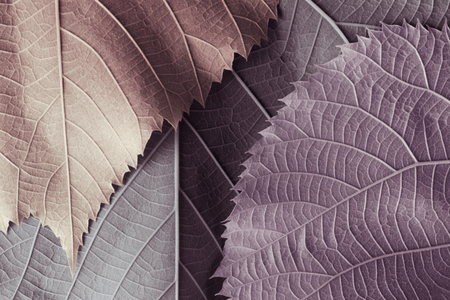 Colorful leaves of trees, abstract nature backgroundの写真素材