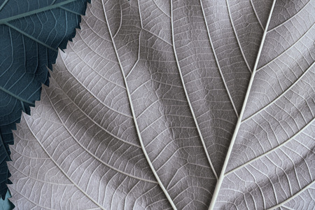 Colorful leaves of trees, abstract nature backgroundの写真素材