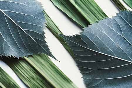 Macro image of blue leaves, natural backgroundの写真素材