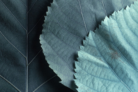 Colorful leaves of trees, abstract nature background.