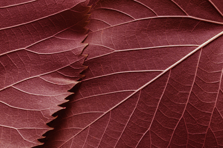 Macro image of red leaves, natural background