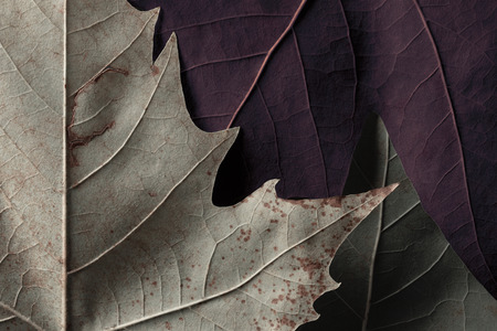 Colorful leaves of trees, nature texture backgroundの写真素材