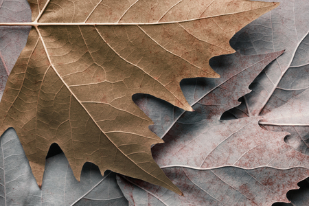 Colorful leaves of trees, nature texture backgroundの写真素材