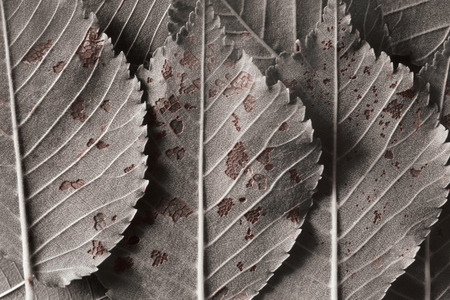 Macro image of fallen leaves, natural backgroundの写真素材