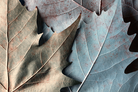 Macro image of fallen leaves, natural backgroundの写真素材