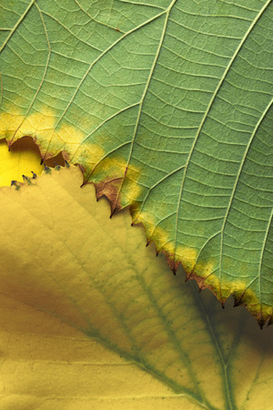 Close-up of fallen yellow leaves, macro imageの写真素材