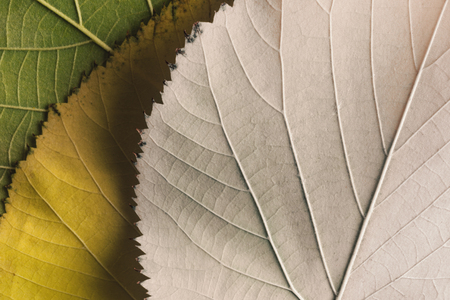 Close-up of fallen leaves, macro imageの写真素材