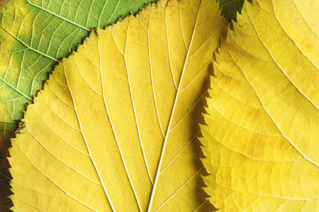 Close-up of fallen yellow leaves, macro imageの写真素材