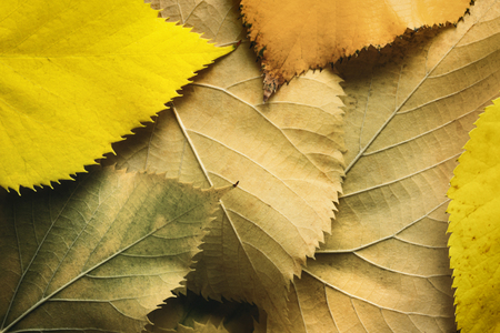 Close-up of fallen yellow leaves, macro imageの写真素材