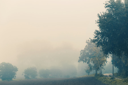 Countryside autumn landscape, trees in a foggy day, natural backgroundの写真素材