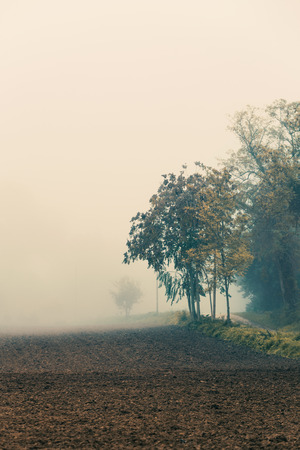 Countryside autumn landscape, trees in a foggy day, natural backgroundの写真素材