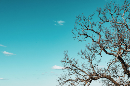 Trees branches on blue sky, natural backgroundの写真素材