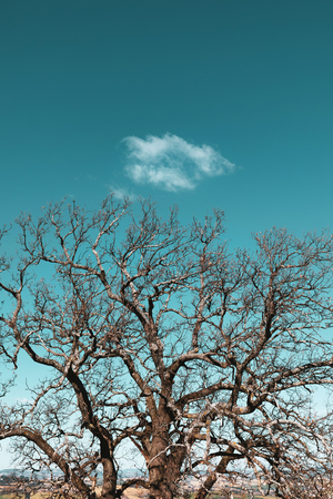 Trees branches on blue sky, natural background