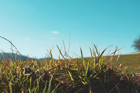 Close-up of the grass of countryside meadow, blu sky on backgroundの写真素材