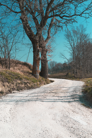Rural landscape in winter day, trees on the dirt road and blue skyの写真素材