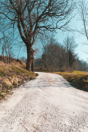 Rural landscape in winter day, trees on the dirt road and blue skyの写真素材