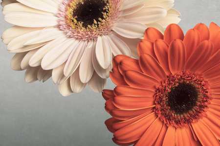 Gerber flowers macro, daisies blooming, isolated on gray backgroundの写真素材