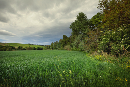 Landscape with green wheat fields, spring day in the countryside, cloudy skyの写真素材