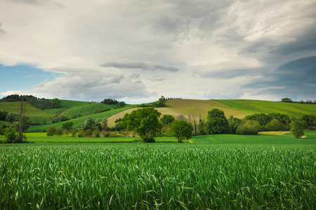 Landscape with green wheat fields, spring day in the countryside, cloudy skyの写真素材
