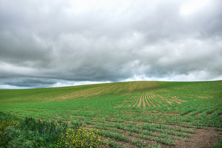 Rural landscape in the spring, view of green wheat field, cloudy sky in the backgroundの写真素材