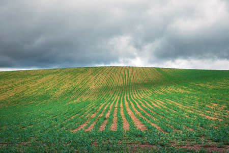 Rural landscape in the spring, view of green wheat field, cloudy sky in the backgroundの写真素材