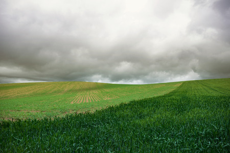 Rural landscape in the spring, view of green wheat field, cloudy sky in the backgroundの写真素材