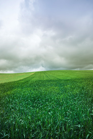 Rural landscape in the spring, view of green wheat field, cloudy sky in the backgroundの写真素材