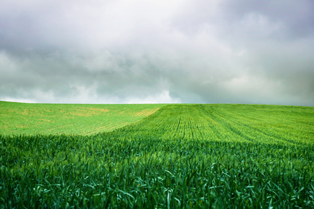 Rural landscape in the spring, view of green wheat field, cloudy sky in the backgroundの写真素材