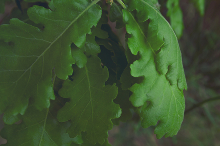 Green details, closeup of oak leavesの写真素材
