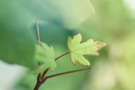 Young foliage, small sprouted leaf, natural backgroundの写真素材