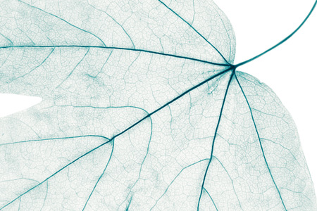 Macro image of tree leaf, natural backgroundの写真素材