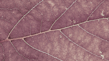 Macro image of leaf structure, natural backgroundの写真素材