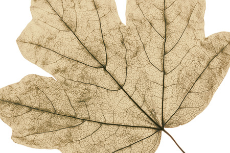 Macro image of tree leaf, natural backgroundの写真素材