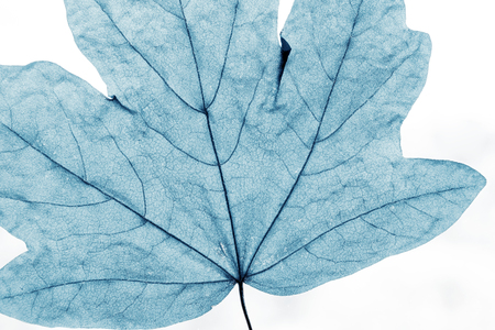Macro image of colorful tree leaves, isolated on white, natural backgroundの写真素材