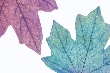 Macro image of colorful tree leaves, isolated on white, natural backgroundの写真素材