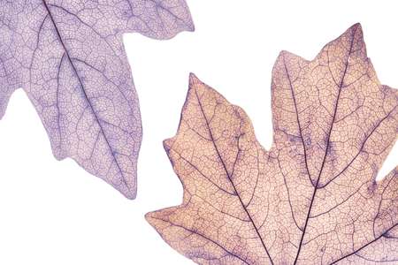 Macro image of colorful tree leaves, isolated on white, natural backgroundの写真素材
